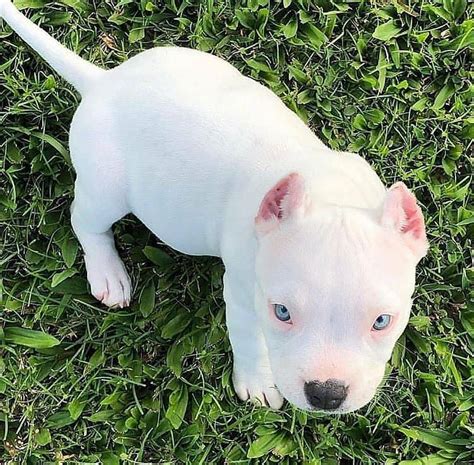 The term "white blue nose pitbull" refers to a pit bull with both a white coat and a blue nose. . White pitbull puppies for sale